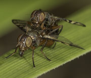 Flying Insects